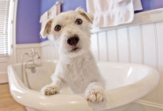 Soap dog Soap dog